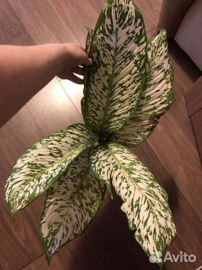 Диффенбахия