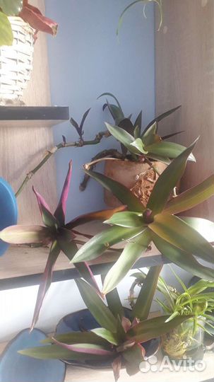 Комнатные растения, разные,лиана, традесканция