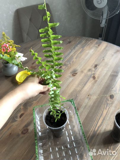 Папоротник