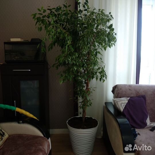 Бенджамина