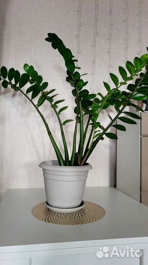 Замиокулькас