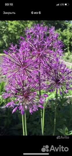 Луки декоративные