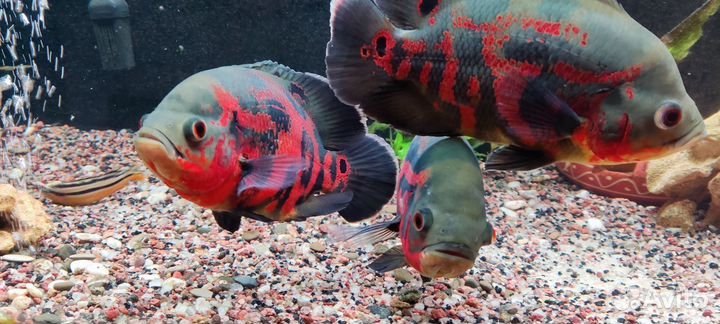 Астронотусы