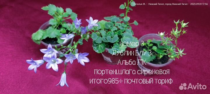 Кампанула