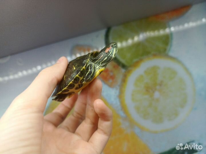 Красноухая черепаха мальчик и девочка