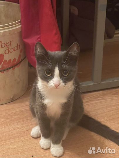 Кошка в дар