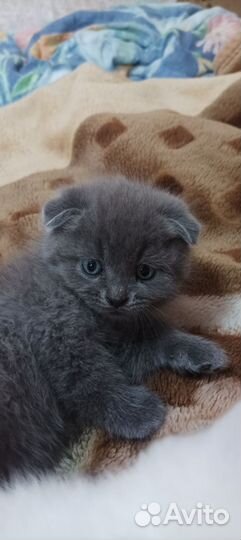 Вислоухие котята