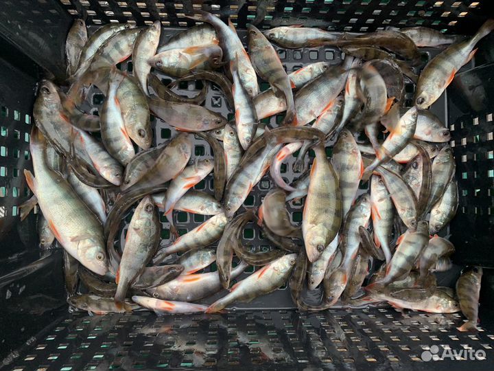 Карась для пруда и живец для рыбалки