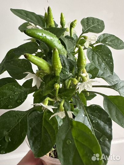 Перец комнатный острый мини Ивонна