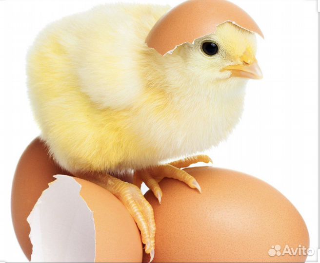 Цыплята бройлеры Суточные (Росс-308, Кооб-500)
