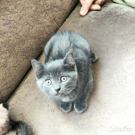 Котята русской голубой