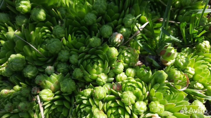 Многолетние растения для сада