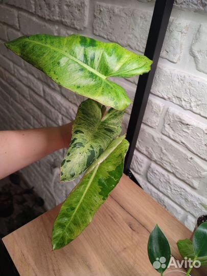 Филодендрон Биллитау мраморный