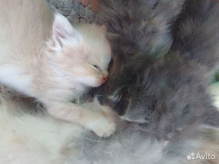 Кошки