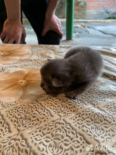 Вислоухие котята