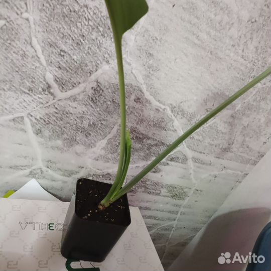 Эухарис амазонская лилия