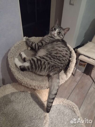 Когтеточка