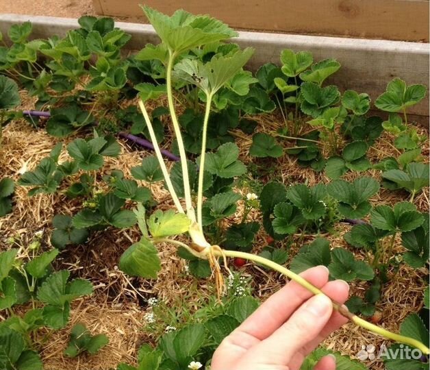 Усы клубники