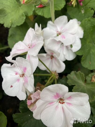 Герань пеларгония