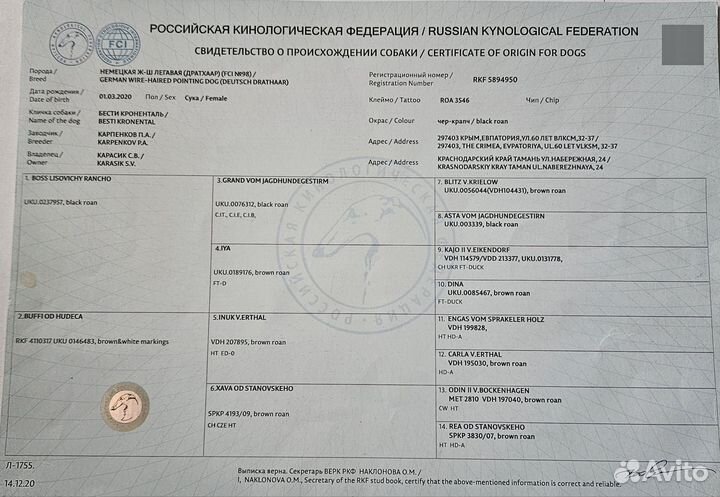 Щенки немецкой жесткошерстной легавой Дратхаар