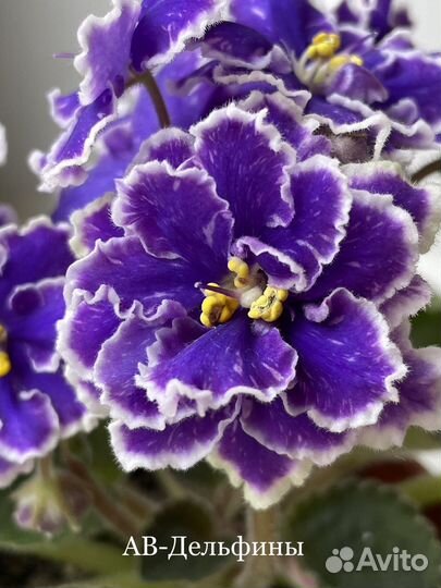 Сортовые фиалки