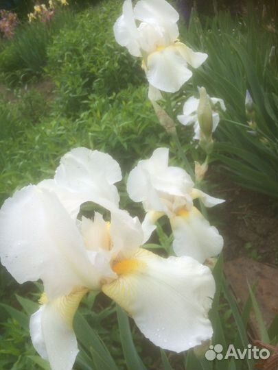 Ирисы сортовые
