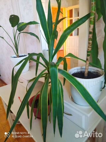 Юкка вариегатная