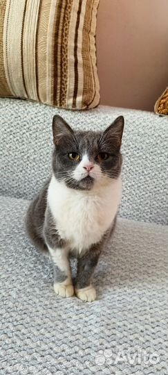 Сеня ищет дом