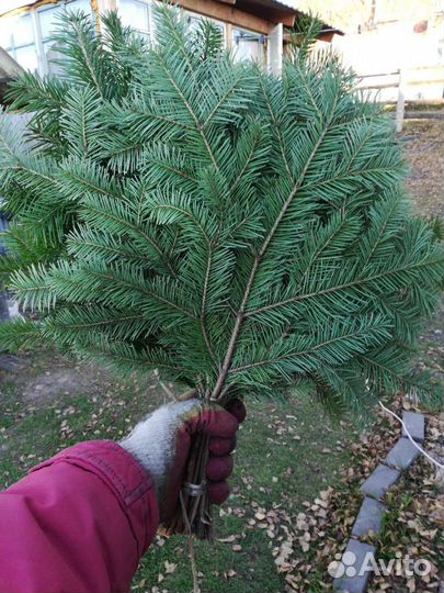 Веник пихтовый