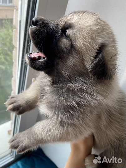 Щенки хаски в добрые руки