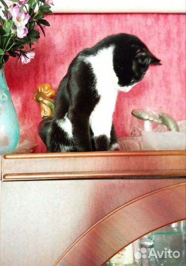 Кошка- охотница