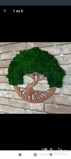 Мох стабилизированный оптом и в розницу