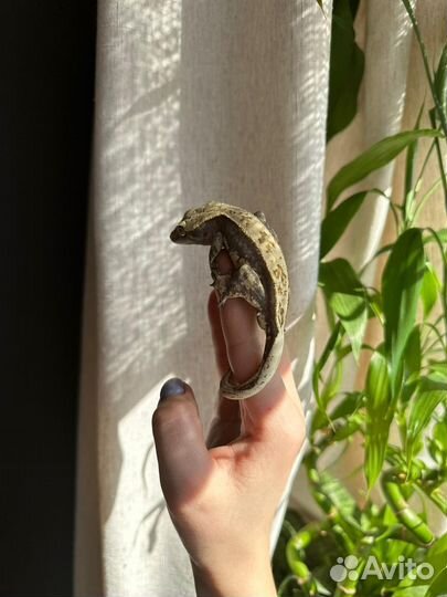 Реснитчатый бананоед