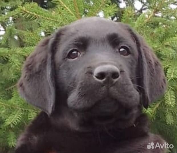 Щенки лабрадора