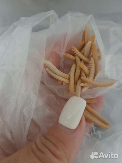 Мучной червь на корм птицам