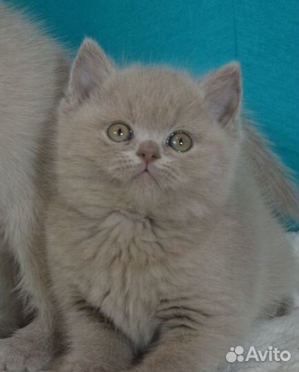 Лиловые и золотые британцы