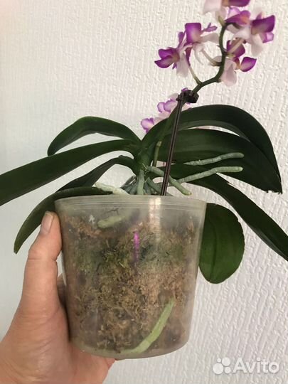 Комнатные растения