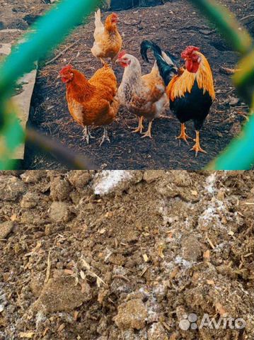 Куриный Навоз