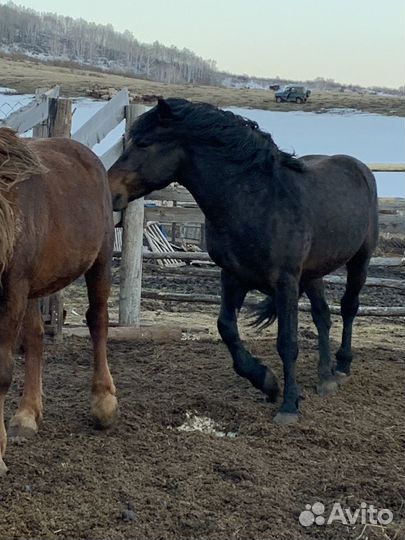 Жеребец тяжеловоз