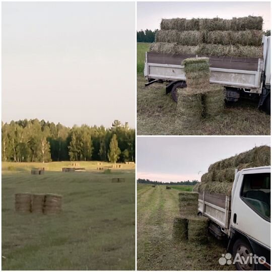 Сено в тюках