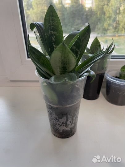 Сансевиерия (тещин язык, щучий хвост)