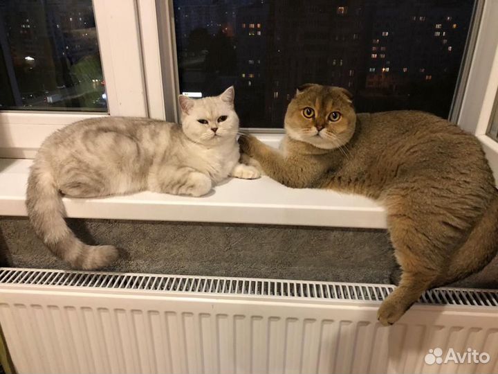 Шиншиллы кошки