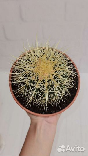 Золотой шар или кактус эхинокактус