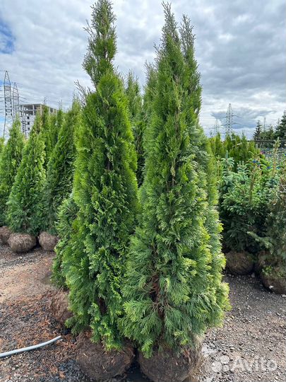 Туя Смарагд, Брабант, Колумна