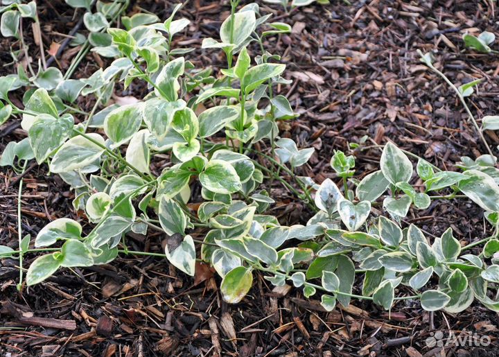 Барвинок малый Variegata (почвопокровное растение)