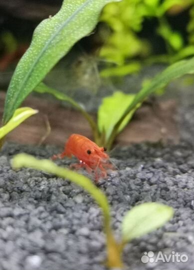 Креветки вишня