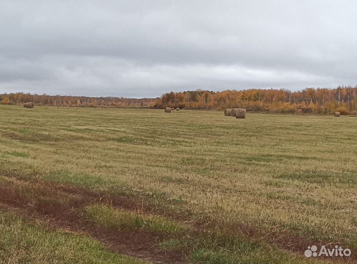 Сено в тюках