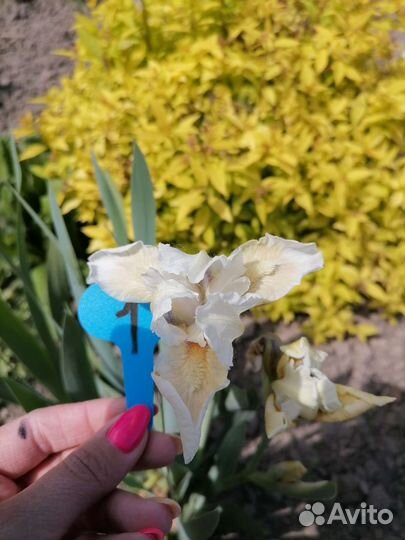 Ирисы карликовые и бородатые