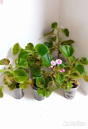 Бегония вечноцветущая махровая