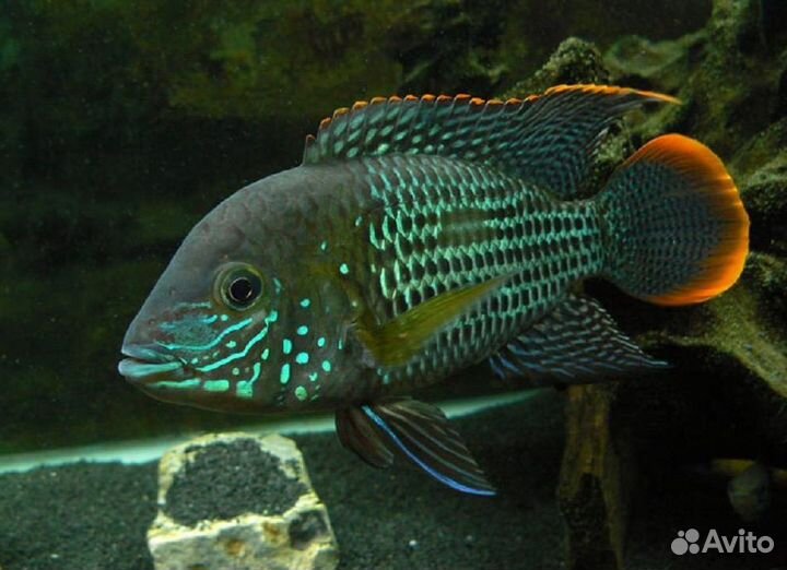 Аквариумные рыбки